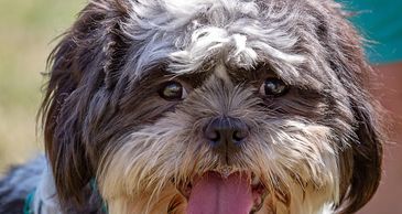 The World Famous Witchampton Dog Show