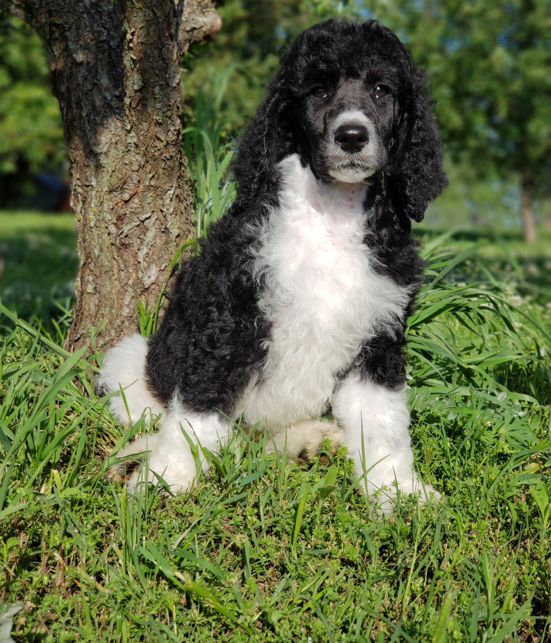 can poodles be black and white