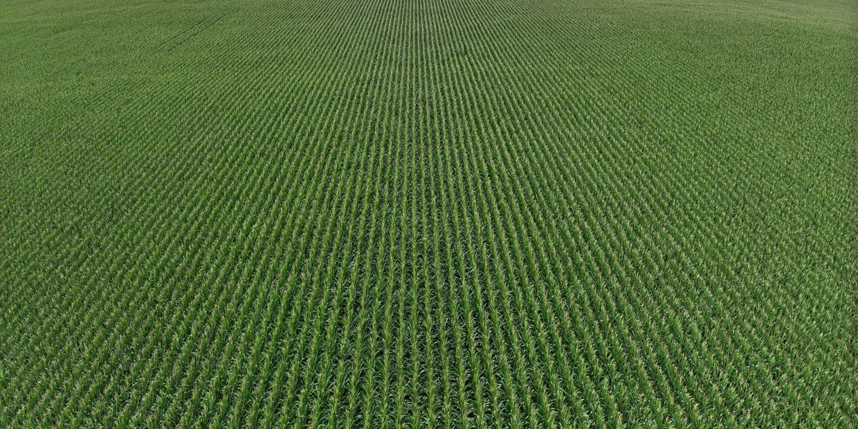 Aerial crop imaging of Wisconsin corn field captured by drone