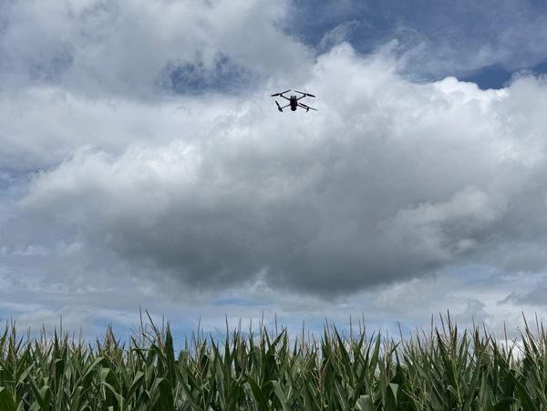 A drone flying over a cornfield under a cloudy sky.