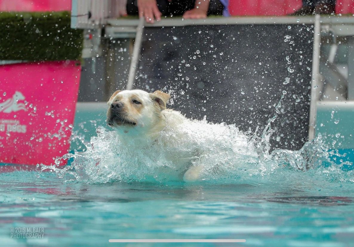 Hitch - Danikk Labradors - Dock Diving