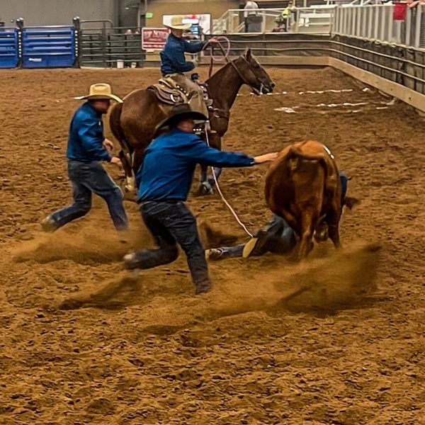Four cowboys competing in the wild cow milking.