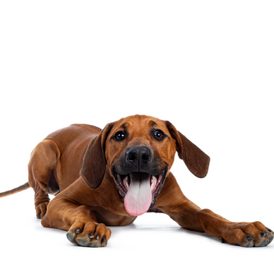 Dog waiting for more stores to carry our treats