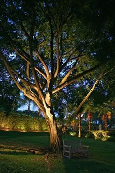 trees