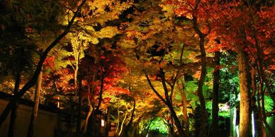 Lighting up the Fall colors