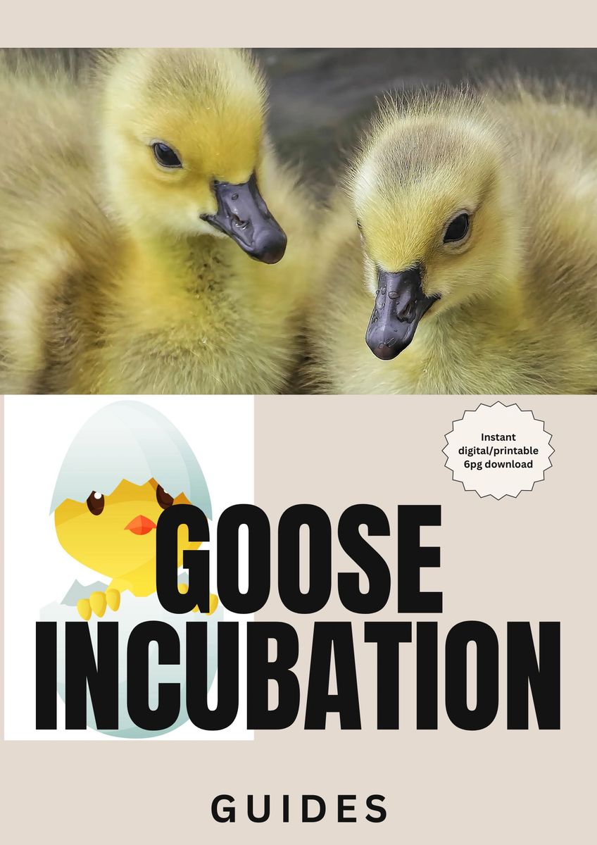 Goose Egg Incubation Guide