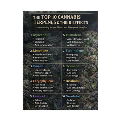Top 10 Cannabis Terpenes and Their Effects