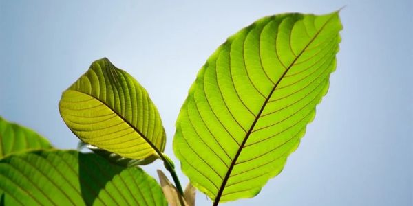 Kratom benefits 