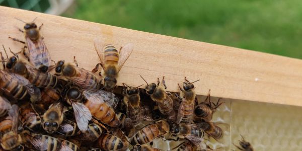 Close-up of bees on a wooden frame with honeycomb.
