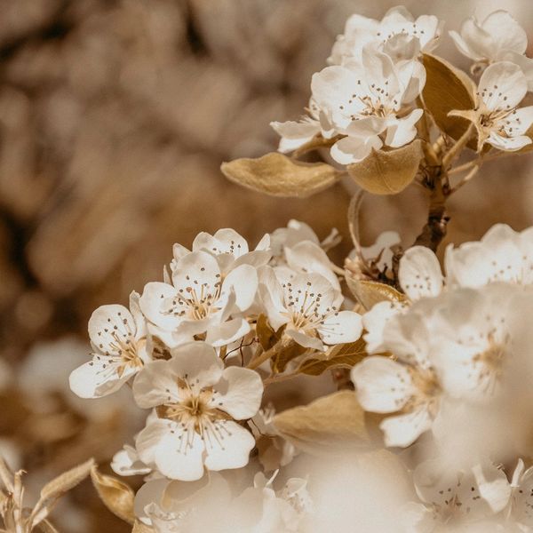 Close-up of delicate white blossoms with soft brown leaves.