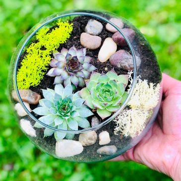 Do It Yourself Succulent Terrarium Kit