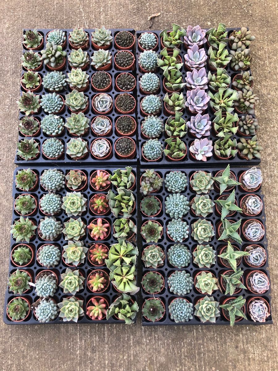 50 Miniature Succulents in Plastic Pots, Bulk Succulents