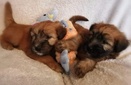 S’wheaten terrier 