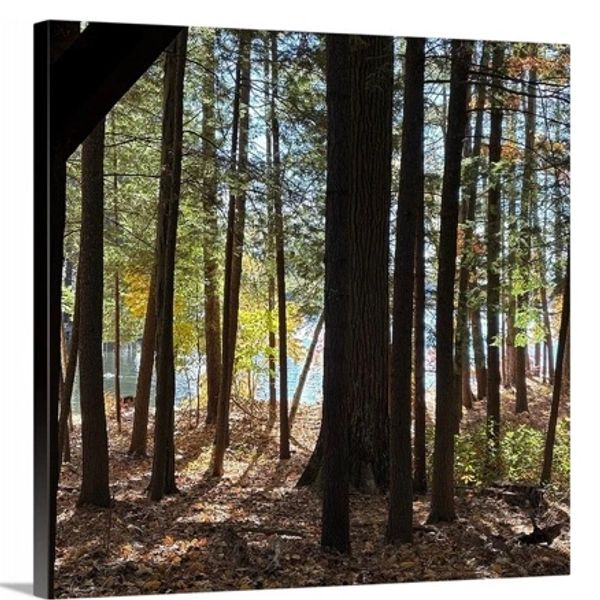 Sunlight filters through tall trees in a serene forest by the water.