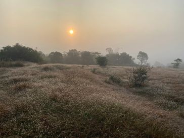 Sunrise over a misty field with tall grasses and scattered trees.