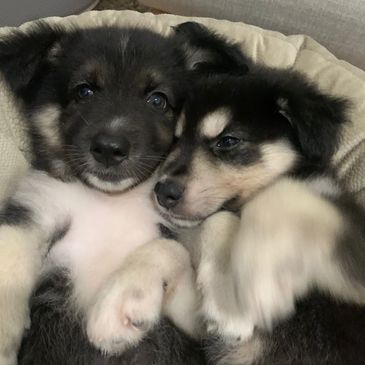 Two adorable puppies cuddling closely together.