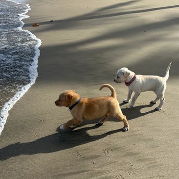 Two puppies exploring the beach near the water's edge.