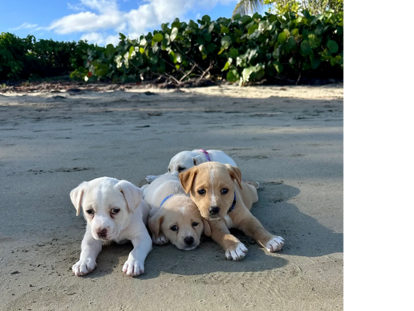 Four adorable puppies resting together on the sandy beach.