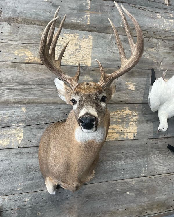 Gallery Ridgeline Taxidermy