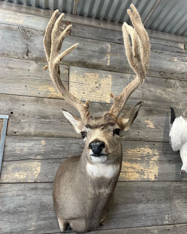 Gallery Ridgeline Taxidermy