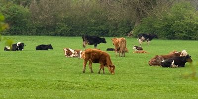 Grass fed tallow cows for 11/22 Ancient Terra's ultra premium tallow cream and balm.