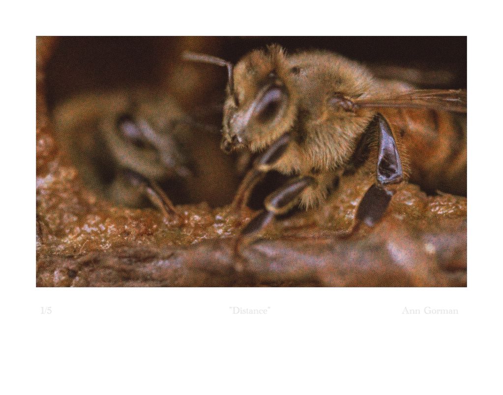 Honeybees on open frame