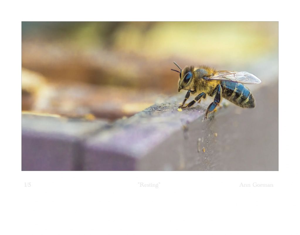 Honeybee resting at the edge of beehive