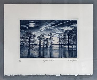 bald cypress reelfoot tennessee lake photogravure passerina press etching