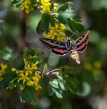 Hummingbird Moth Taos New Mexico hyles lineata white sphix moth