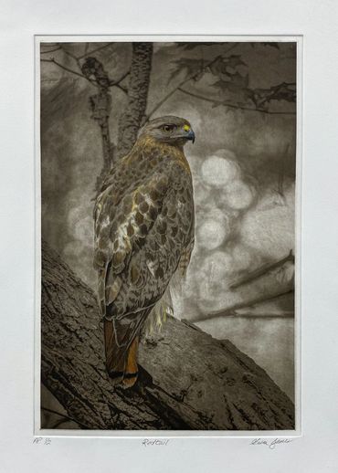Red Tailed Hawk, photographed at Radnor Lake
Nashville, TN (2017) by Susan James.  Plate creation,pr