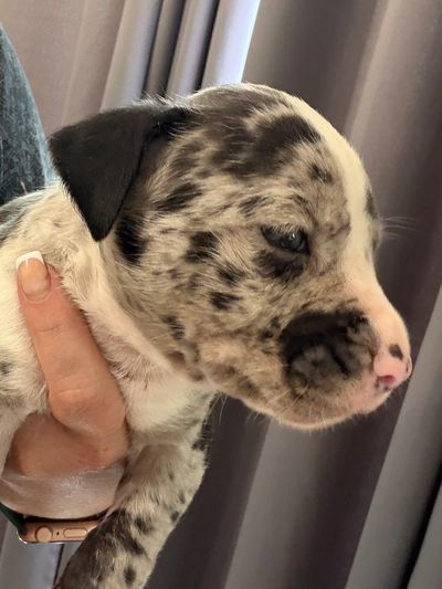 Close-up of a spotted puppy being held.
