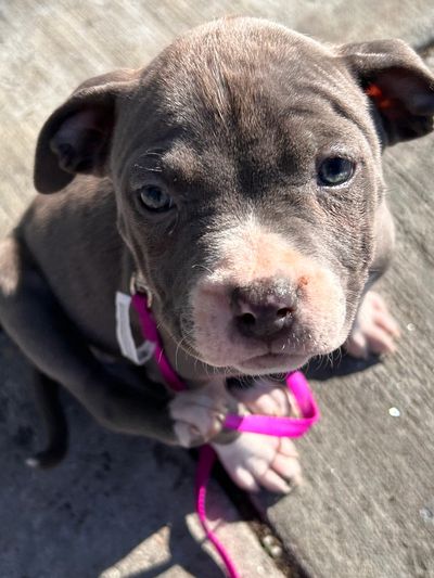 Pitbull puppy
