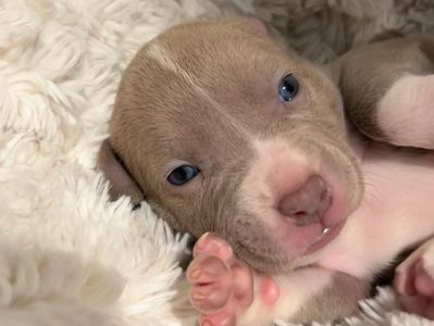 Pit bull puppy for sale Colorado 