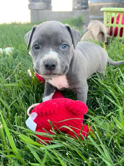 Blue Pitbull puppy different colored eyes