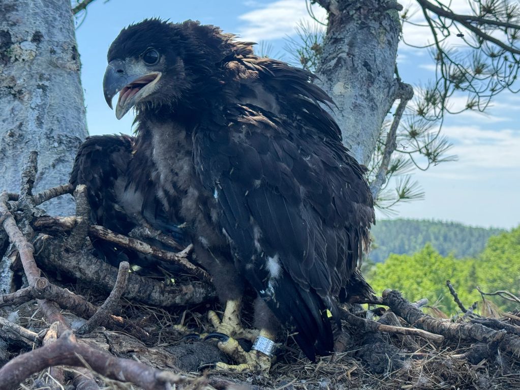 A banded eaglet back in its nest. This one is about 8 weeks old.