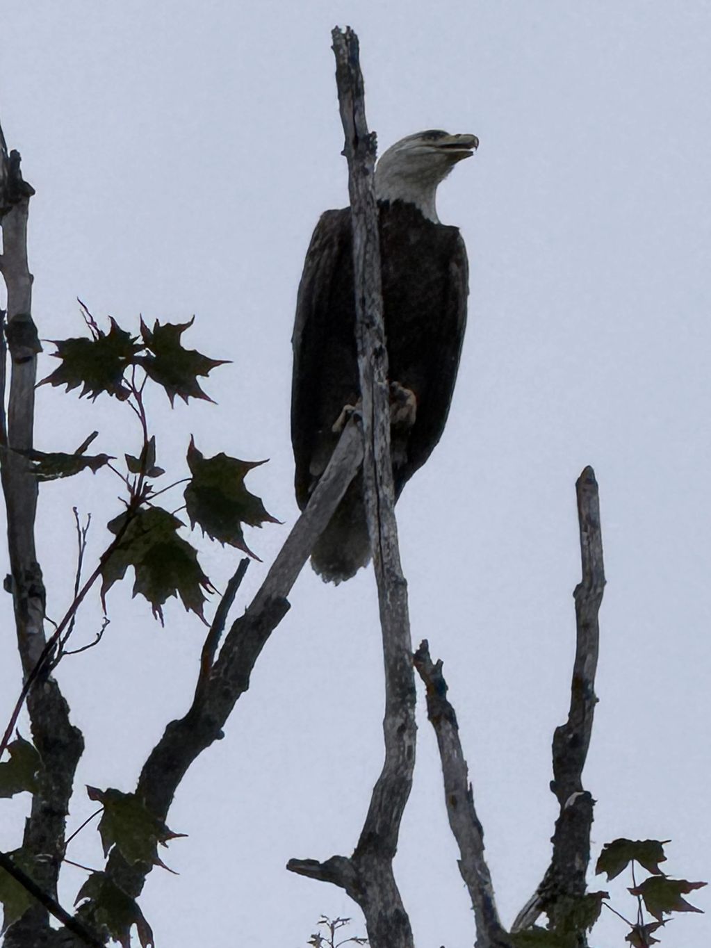 An adult keeping an eye on us from near its nest. 