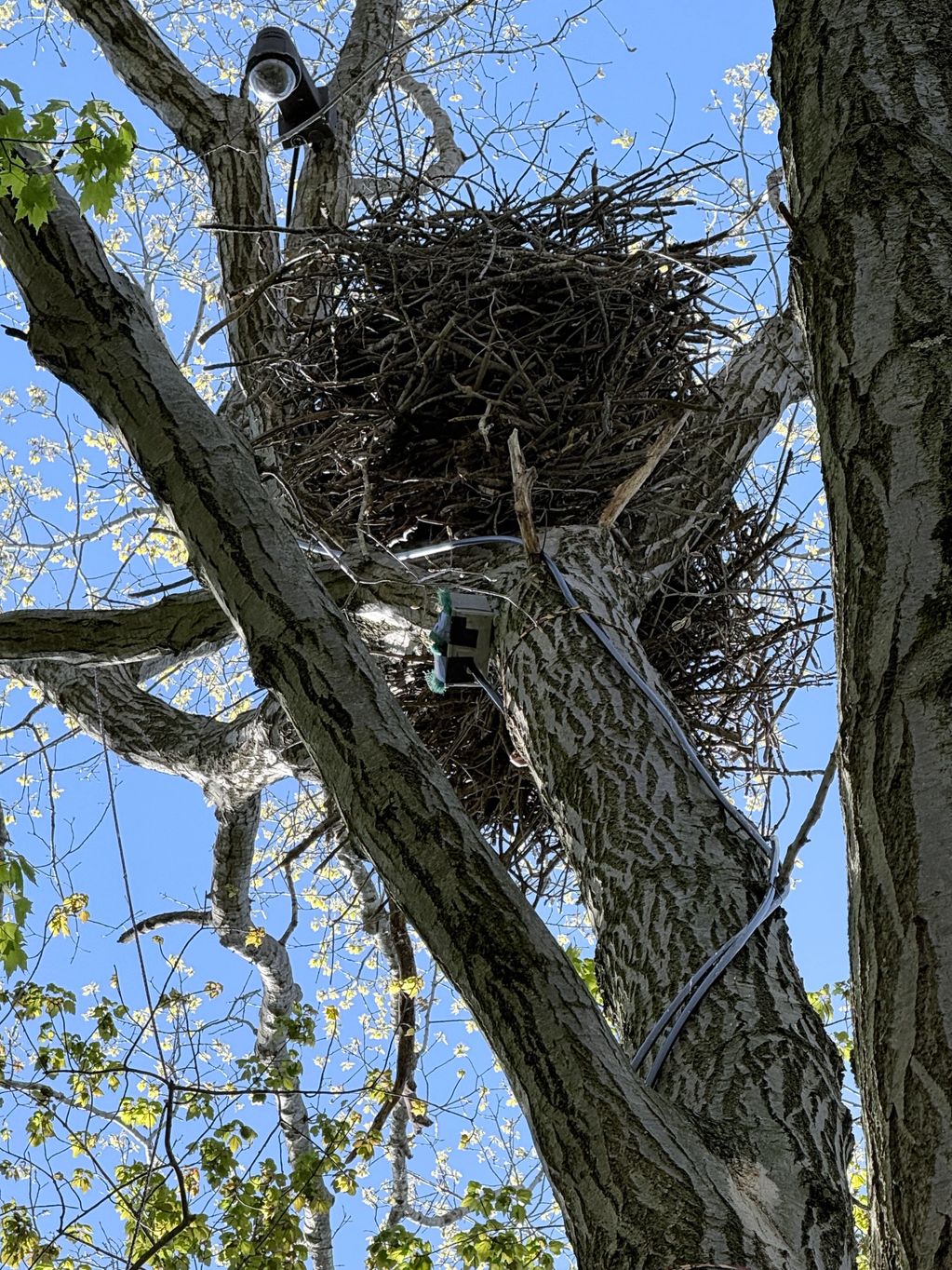 A large nest in a large maple tree. Check it out on the West Michigan Eagle Cam.