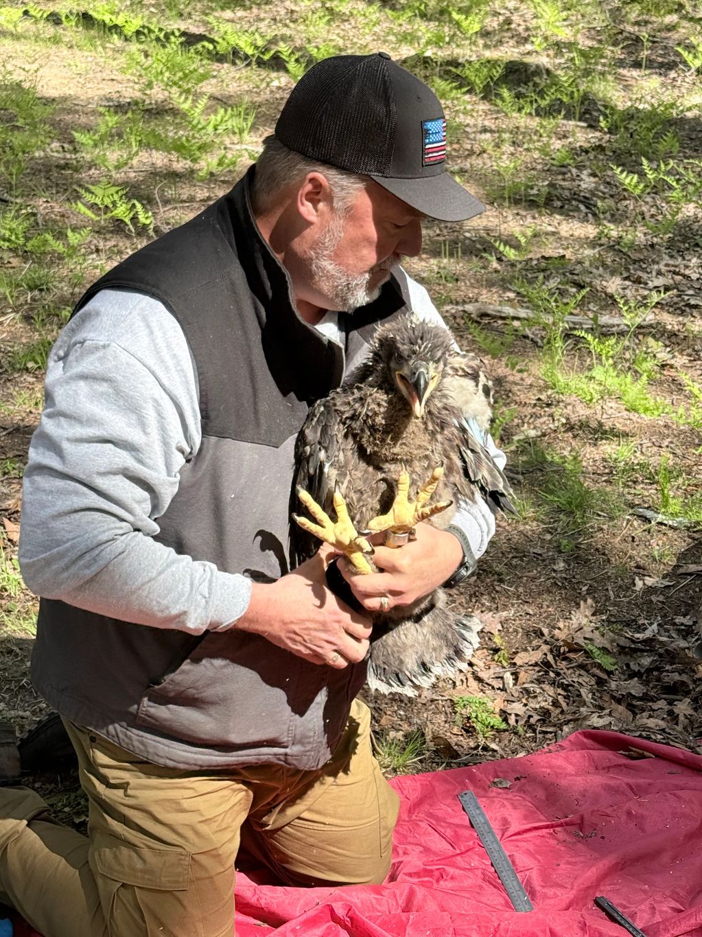 Our partner from Falconshire Raptors helping at a nest. They had a vet to assess one eaglet.