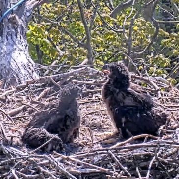 Two young eagles sitting in a tree nest.