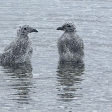 Two fluffy gray birds standing in shallow water.