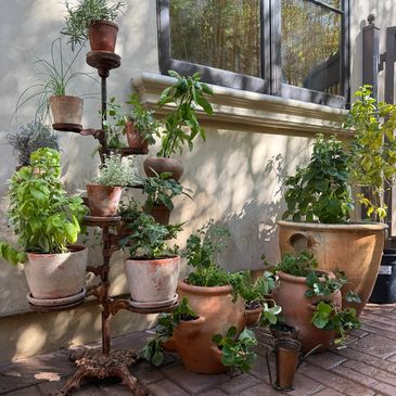 Various potted plants arranged outdoors by a beige wall.