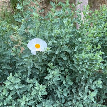 Single white flower amidst green leafy bush.