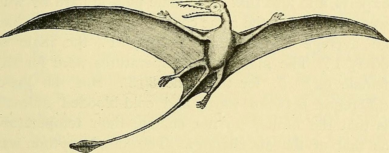 Pterodactyl, Rhamphorhyncus phyllurus from the The Structure and Life of Birds by F. W. Headley, 1895. Public domain, via Wikimedia Commons.