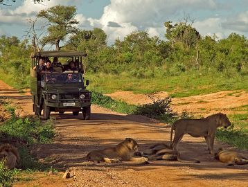 Mjejane Game Lodge Safari Tour