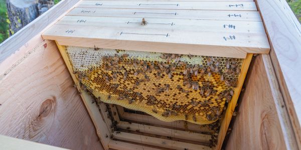 Layens Horizontal Garden BeeHive