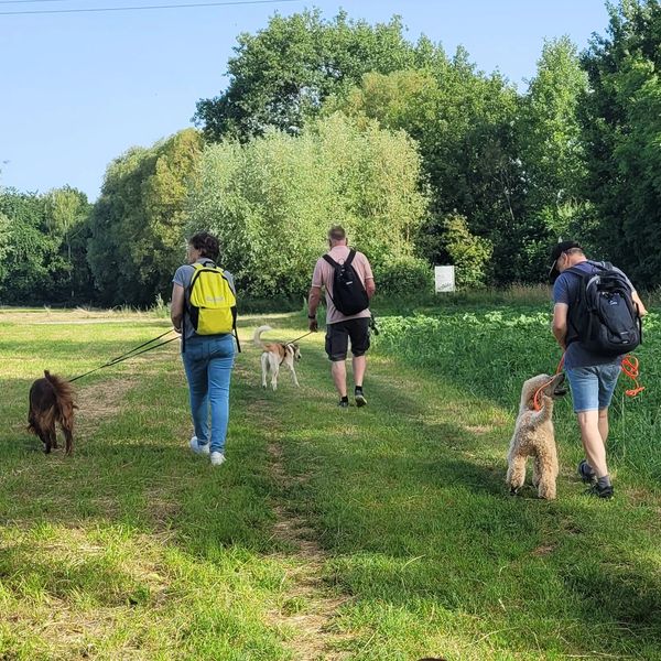 Three people walking their dogs on a grassy path surrounded by trees.