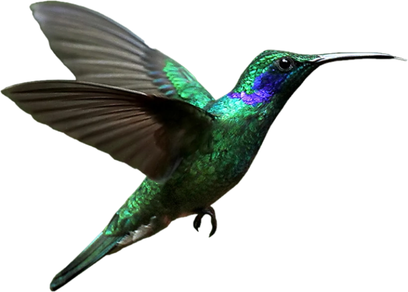 Purple and teal hummingbird is a symbol of hope and a guiding light. #mentalhealthawareness
