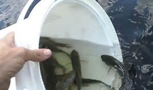 Hand holding a bucket with fish over water.