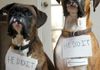 Pet Stain & Odor Removal