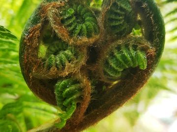 Uncurling fern from the garden - circles